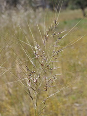 Austrostipa rudis