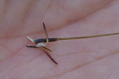 Austrostipa rudis