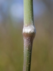 Austrostipa rudis