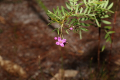 Boronia rivularis