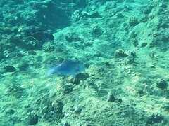 Monotaxis grandoculis