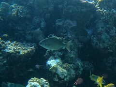 Kyphosus cinerascens