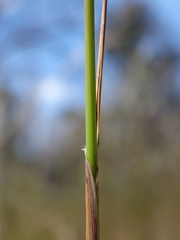 Austrostipa rudis
