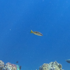 Lutjanus fulviflamma