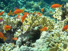 Pseudanthias squamipinnis