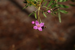 Boronia rivularis