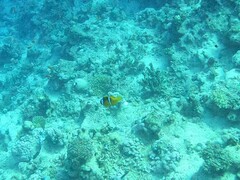 Amphiprion bicinctus