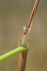 Austrostipa rudis