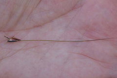 Austrostipa rudis