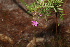 Boronia rivularis