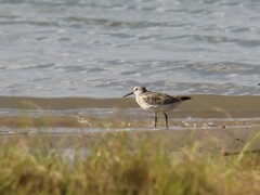 Calidris tenuirostris