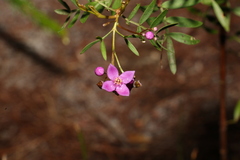Boronia rivularis