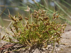 Isolepis levynsiana