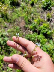 Myosotis cespitosa