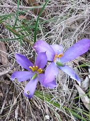 Cheiranthera alternifolia