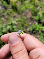 Myosotis cespitosa
