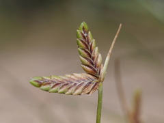 Isolepis levynsiana