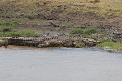 Crocodylus niloticus