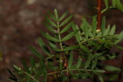 Boronia rivularis