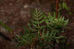 Boronia rivularis