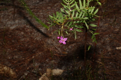 Boronia rivularis