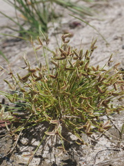 Isolepis levynsiana