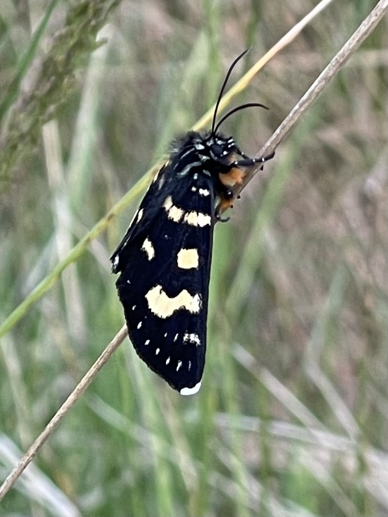Willowherb Daymoth from Namadgi National Park, Booth, ACT, AU on