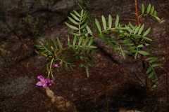 Boronia rivularis