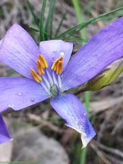 Cheiranthera alternifolia