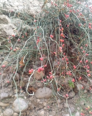 Ephedra foeminea