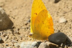 Phoebis philea