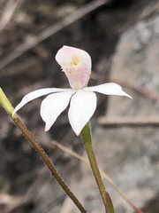 Caladenia alpina