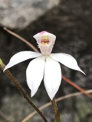 Caladenia alpina
