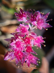 Hylotelephium telephium