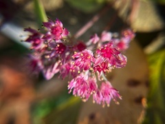 Hylotelephium telephium