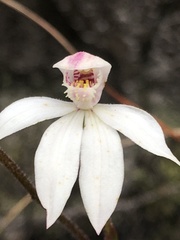 Caladenia alpina