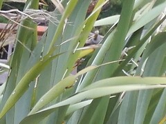 Orthoclydon praefectata