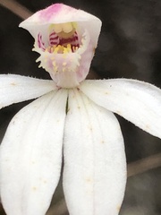 Caladenia alpina