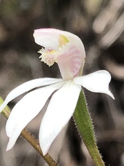 Caladenia alpina
