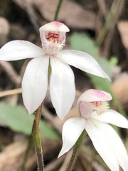 Caladenia alpina