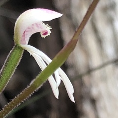 Caladenia alpina