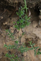 Glandora prostrata