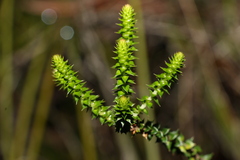 Epacris pulchella