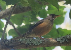 Turdus olivaceus olivaceus