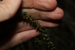 Epacris pulchella