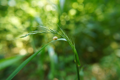 Lolium giganteum