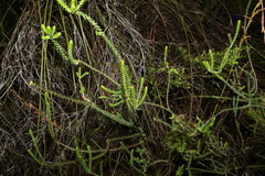 Epacris pulchella