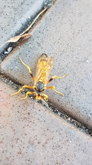 Callajoppa cirrogaster