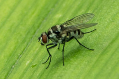Limnophora
