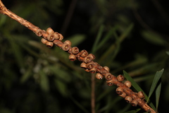 Melaleuca pachyphylla